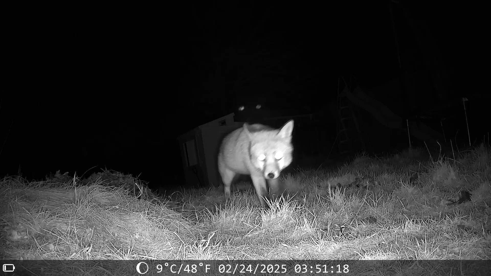 video renard page d'acceuil